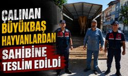 ESKİŞEHİR’DE ÇALINAN BÜYÜKBAŞ HAYVANLARDAN BİRİ BİLECİK’TE BULUNDU