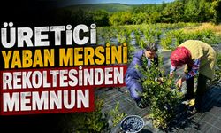 YABAN MERSİNİ HASADI YERİNDE İNCELENDİ