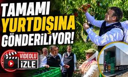BU NEKTARİNİN TAMAMI YURTDIŞINA GÖNDERİLİYOR
