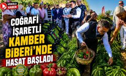 COĞRAFİ İŞARETLİ KAMBER BİBERİ'NDE HASAT BAŞLADI
