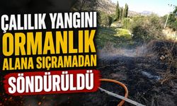 ÇALILIK YANGINI ORMANLIK ALANA SIÇRAMADAN SÖNDÜRÜLDÜ
