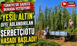 TÜRKİYE'DE SADECE BURADA YETİŞİYOR
