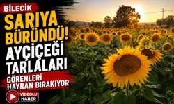 SARIYA BÜRÜNDÜ, AYÇİÇEĞİ TARLALARI GÖRENLERİ HAYRAN BIRAKIYOR