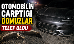 OTOMOBİLİN ÇARPTIĞI DOMUZLAR TELEF OLDU
