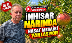 İNHİSAR NARINDA HASAT MESAİSİ YAKLAŞIYOR