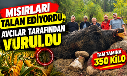 BİLECİK'TE MISIRLARI TALAN EDEN 350 KİLOLUK DEV DOMUZ AVCILAR TARAFINDAN VURULDU