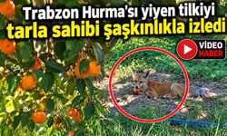 'TRABZON HURMA'SI YİYEN TİLKİYİ TARLA SAHİBİ ŞAŞKINLIKLA İZLEDİ