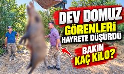 285 KİLOLUK DEV DOMUZ GÖRENLERİ HAYRETE DÜŞÜRDÜ