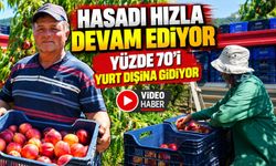 BU NEKTARİNİN YÜZDE 70'İ YURT DIŞINA GİDİYOR