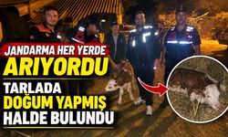 KAYIP BÜYÜKBAŞ HAYVAN, TARLADA DOĞUM YAPMIŞ HALDE BULUNDU