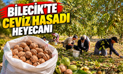 BİLECİK'TE CEVİZ HASADI HEYECANI