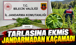 TARLADA EKİLİ HALDE KENEVİR BİTKİSİ ELE GEÇİRİLDİ