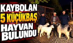 KAYBOLAN 5 KÜÇÜKBAŞ HAYVAN BULUNDU