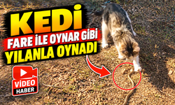KEDİ, FARE İLE OYNAR GİBİ YILANLA OYNADI