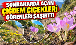 SONBAHARDA AÇAN ÇİĞDEMLER GÖRENLERİ ŞAŞIRTTI