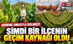 DENEME AMACIYLA EKİLMİŞTİ, ŞİMDİ BİR İLÇENİN GEÇİM KAYNAĞI OLDU
