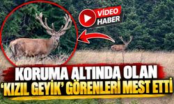 BİLECİK'TE KORUMA ALTINDAKİ 'KIZIL GEYİK' GÖRÜNTÜLENDİ