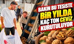 BU TESİSTE YILDA BAKIN KAÇ TON CEVİZ KURUTULUYOR?