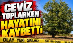 CEVİZ TOPLARKEN HAYATINI KAYBETTİ
