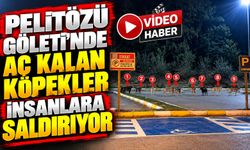 PELİTÖZÜ GÖLPARK'TA KÖPEKLER AÇLIKTAN VATANDAŞLARA SALDIRIYOR