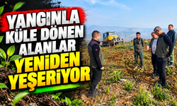 YANGINLA KÜLE DÖNEN ALANLAR YENİDEN YEŞERİYOR