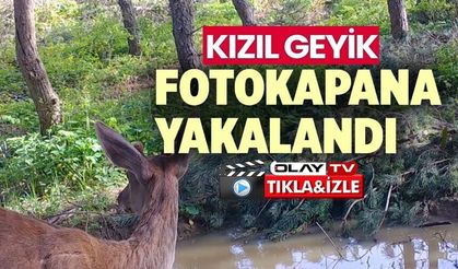 KIZILGEYİK FOTOKAPANLA GÖRÜNTÜLENDİ