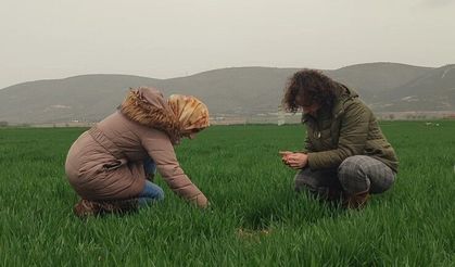 BUĞDAY EKİLİ ALANLAR DENETLENDİ