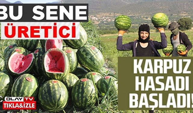 KARPUZ HASADI BAŞLADI