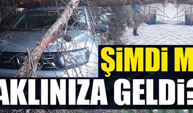 ARABANIN ÜZERİNE AĞAÇ DÜŞÜNCE KAYMAKAMLIK HAREKETE GEÇTİ