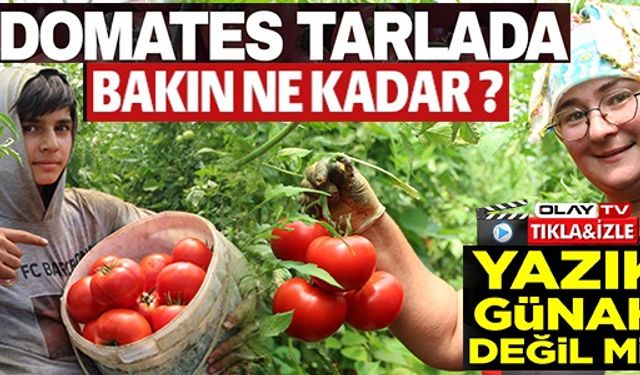 DOMATES TARLADA BAKIN NE KADAR?