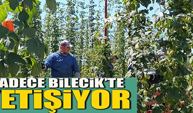 SADECE BİLECİK'TE YETİŞİYOR