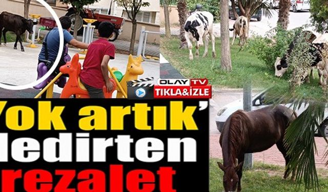 YOK ARTIK DEDİRTEN REZALET