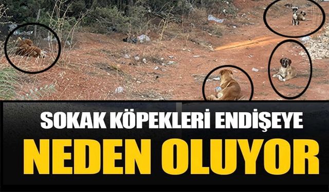 SOKAK KÖPEKLERİ ENDİŞEYE NEDEN OLUYOR