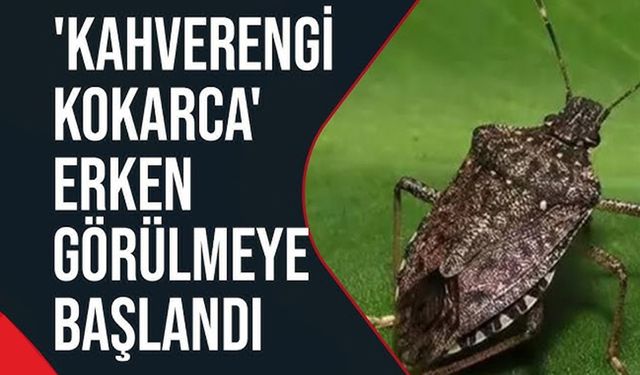 BİLECİK'TE ÇİFTÇİLERİN KAHVERENGİ KOKARCA PANİĞİ!