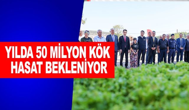 YILDA 50 MİLYON KÖK HASAT BEKLENİYOR