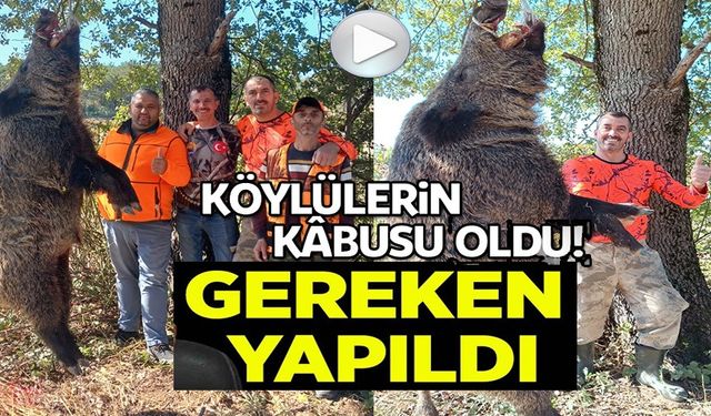 KÖYLÜNÜN KABUSU DEV DOMUZLAR AVCILAR TARAFINDAN VURULDU