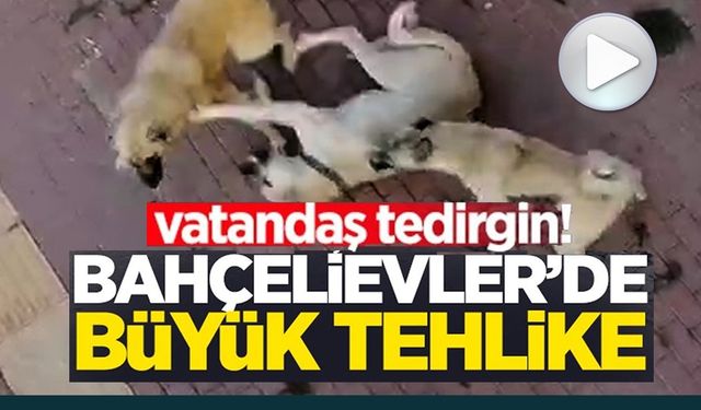 VATANDAŞLAR SAHİPSİZ KÖPEK KORKUSUNDAN SOKAĞA ÇIKAMIYOR