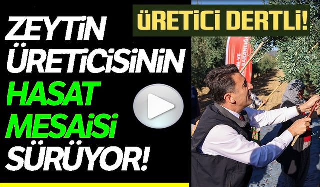 BİLECİK'TE ZEYTİN HASADI MESAİSİ BAŞLADI