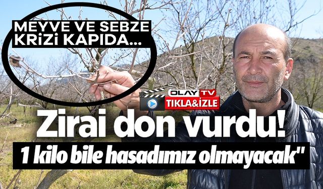 ZİRAİ DON CENNET HURMASINI VURDU