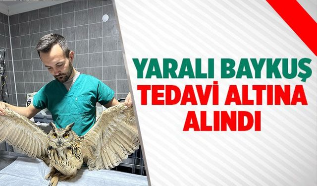 OSMANELİ BELEDİYESİ YARALI BAYKUŞU TEDAVİ ALTINA ALDI