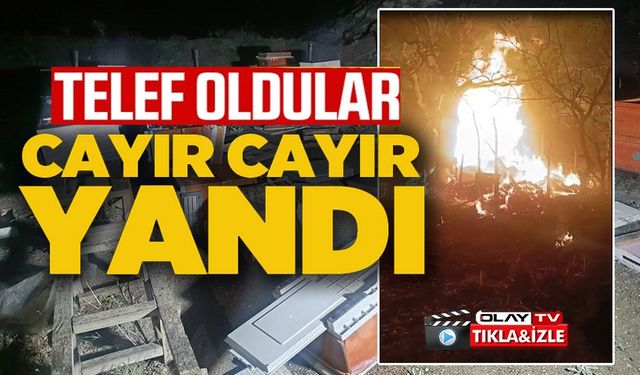ARI KOVANLARI CAYIR CAYIR YANDI