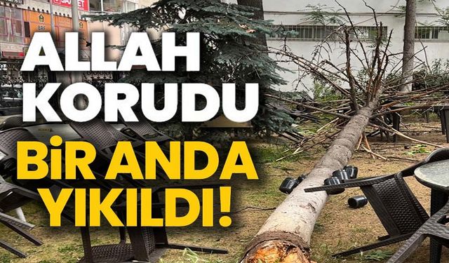 BİLECİK'TE ÇAY BAHÇESİNDE BULUNAN DEV AĞAÇ DEVRİLDİ