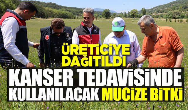BİLECİK'TE ‘PELEMİR BİTKİSİ' TANITIM GÜNÜ DÜZENLENDİ