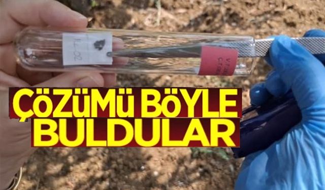 BİLECİK'TE GÖRÜLEN KAHVERENGİ KOKARCAYA SAMURAY ARISIYLA ÇÖZÜM