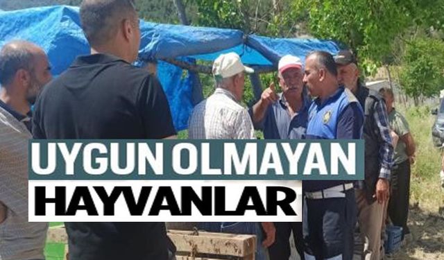 BAYRAM ÖNCESİ HAYVAN PAZARI DENETİMLERİ SÜRÜYOR