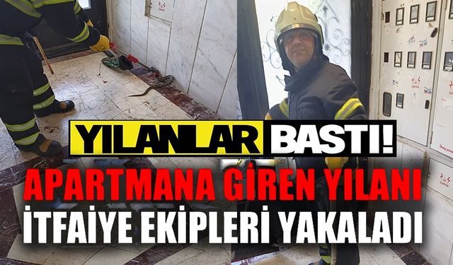 ENGEREK YILANI İTFAİYE EKİPLERİNCE YAKALANDI