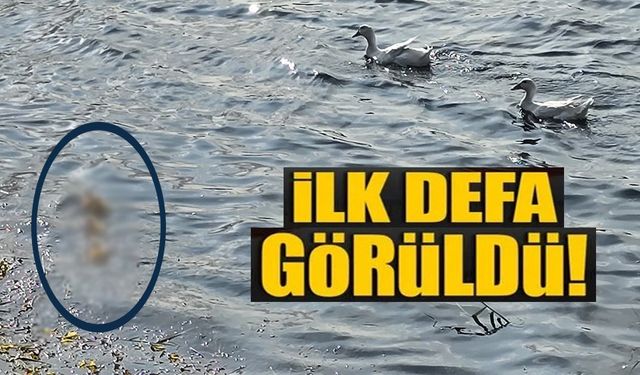 PELİTÖZÜ GÖLETİ'NDE UZUN BİR ARADAN SONRA İLK PEKİN ÖRDEĞİ YAVRULARI