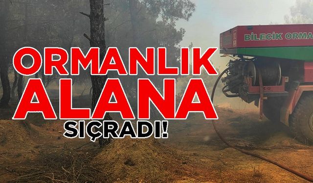 BUĞDAY TARLASINDA ÇIKAN YANGIN ORMANLIK ALANA SIÇRADI