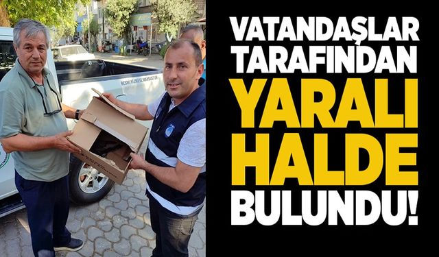 YARALI OLARAK BULUNAN ATMACA KORUMA ALTINA ALINDI