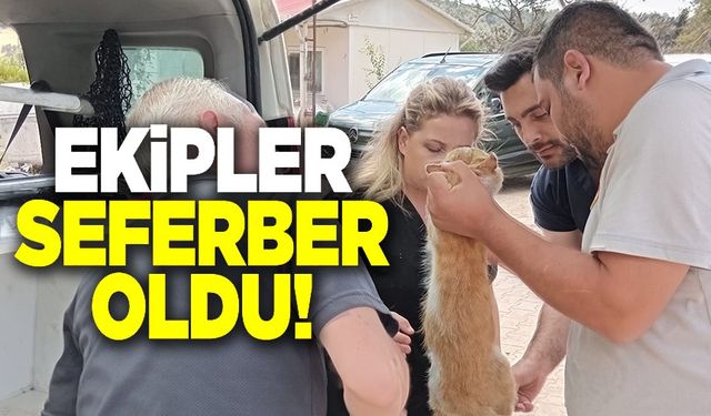 YANGINDAN ETKİLENEN HAYVANLAR UNUTULMADI